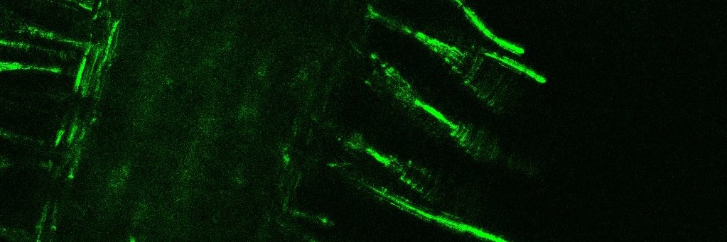 Alice Checcucci banner