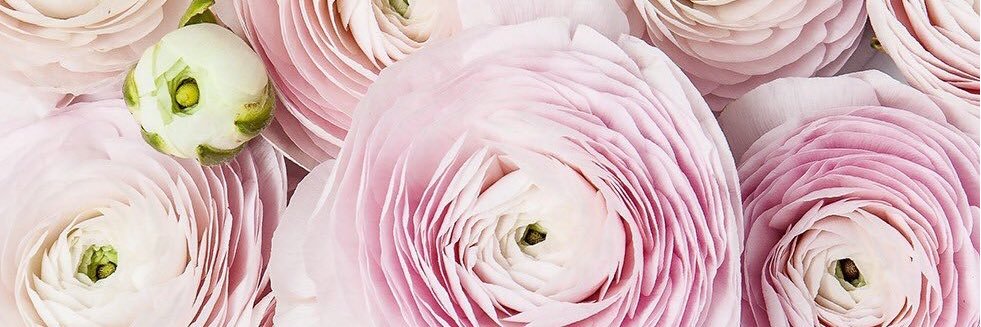 arianebohbot's profile banner image