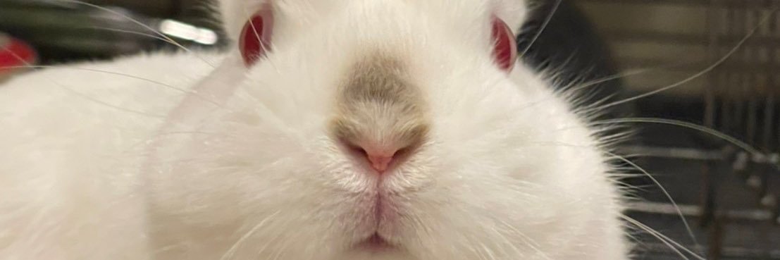 พูวลิน 🐰🧡 banner