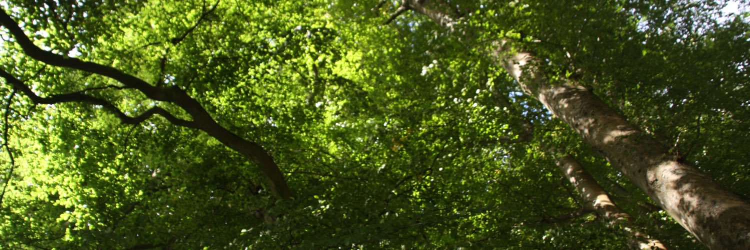 SBloomfieldNHS's profile banner image