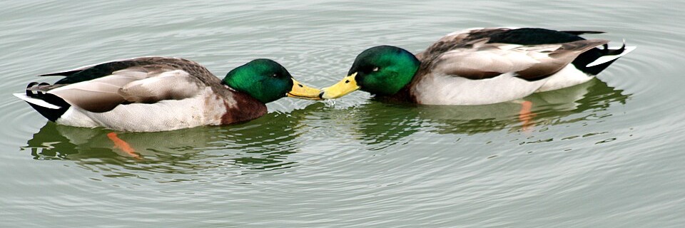 ᴗᴗ Dante // Will 𝜗𝜚 banner