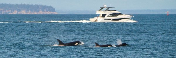 loremachina Profile Banner