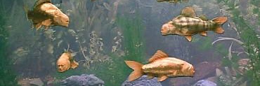 Mr. Creosote's banner