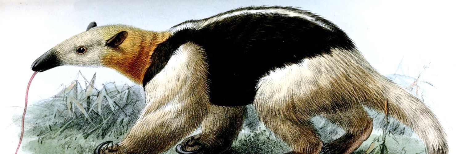 Anteaterlander's banner