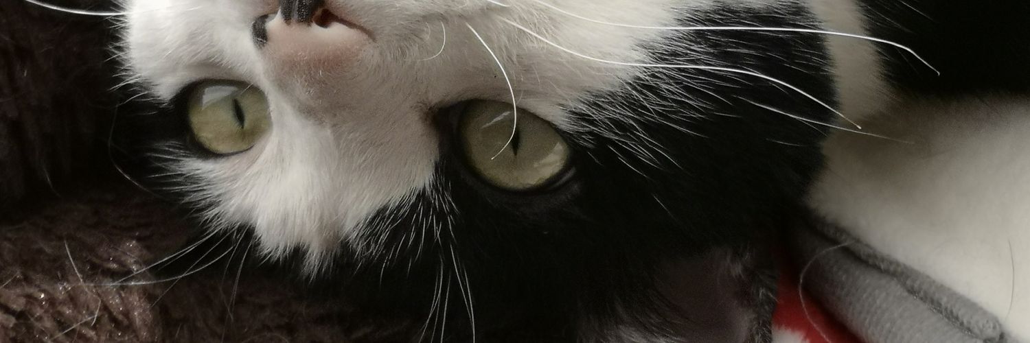 かにちん banner