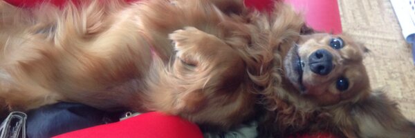 repAdc Profile Banner