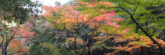 miss_mitsu's profile banner image
