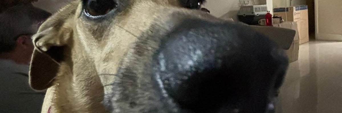 CesarDario1963's profile banner image