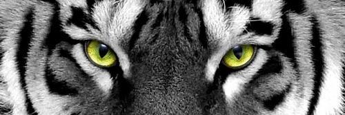 Eucastroleon's profile banner image