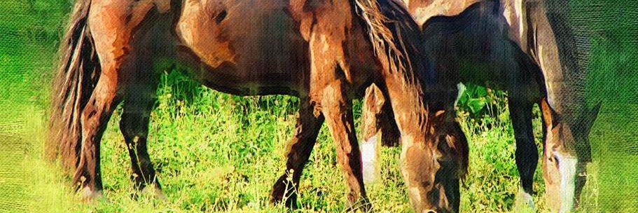 HorseEvents's profile banner image
