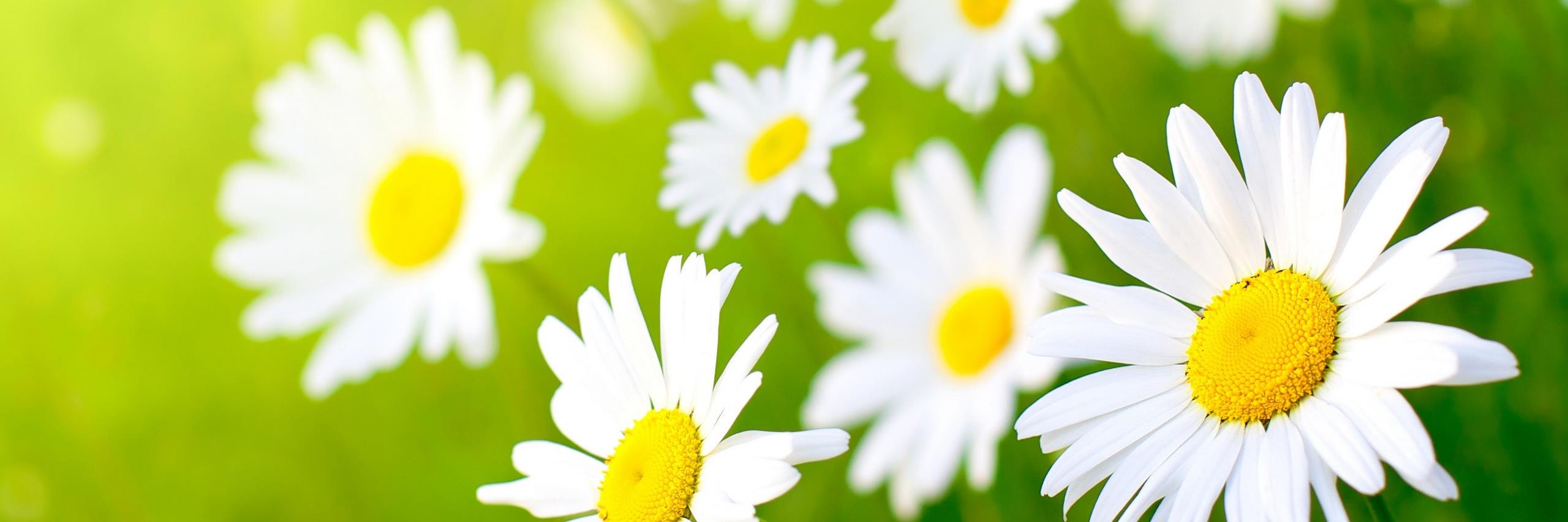 RHSbotany's profile banner image