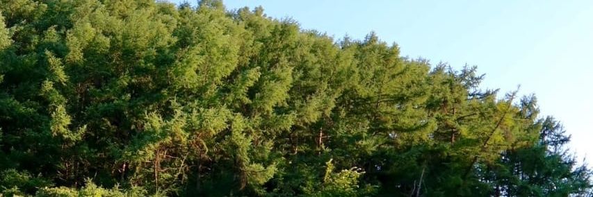 🍀 TAeChiba 🌍🌎🌏 banner