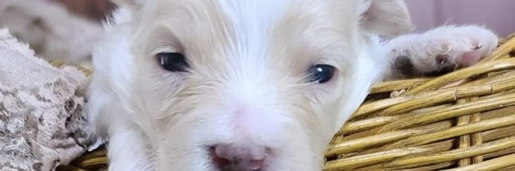 litewght's profile banner image