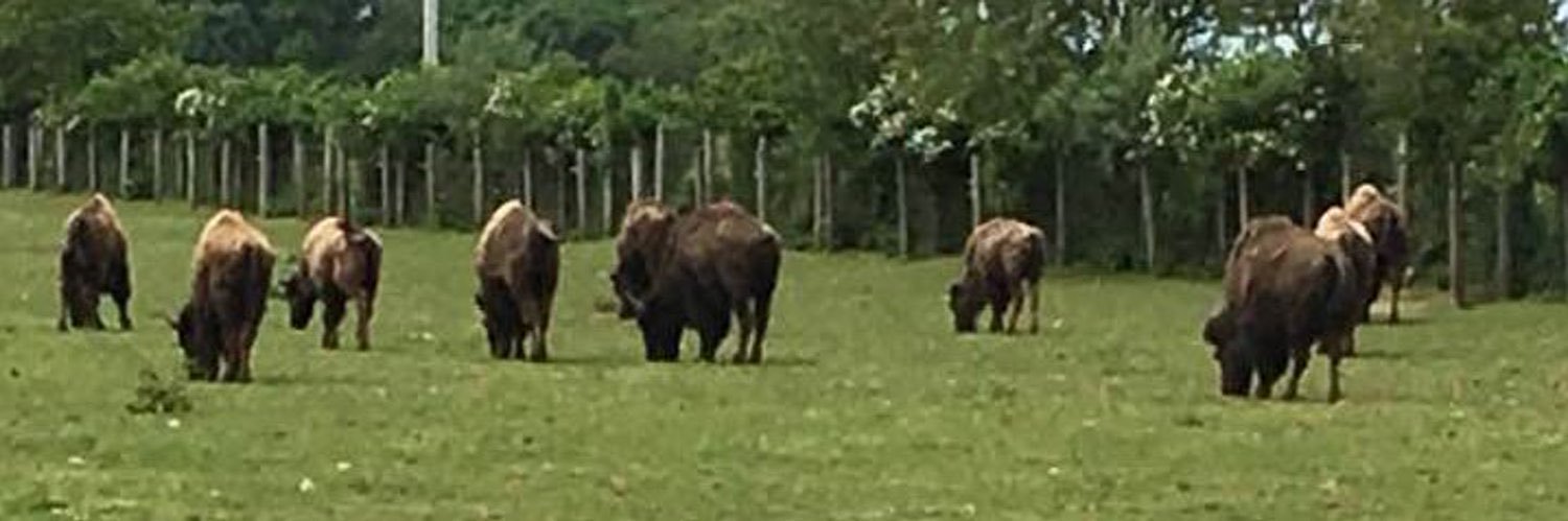 Susan McGuire banner