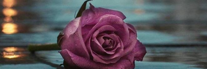 safiaali14's profile banner image
