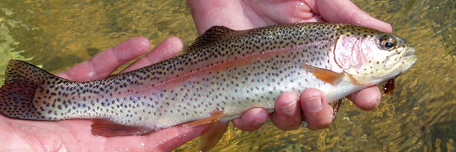 OzarkFlyFishers's profile banner image