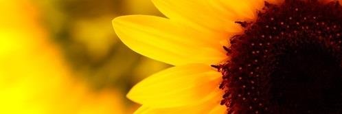 CatAPLanC's profile banner image