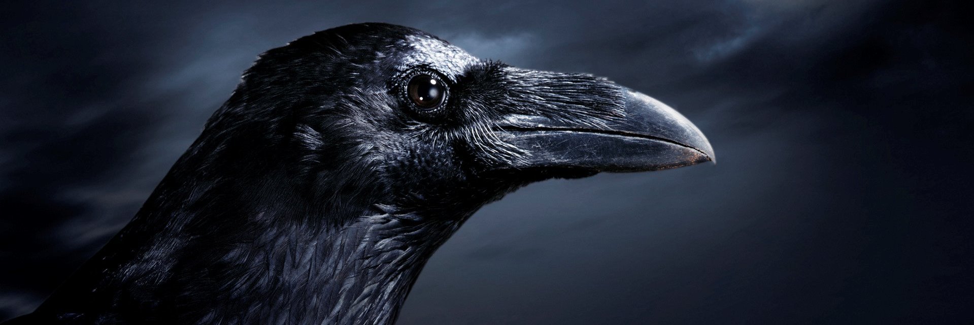 🌘 Jaxis Black 🌒 banner