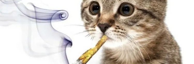 minecraftkokain's profile banner image