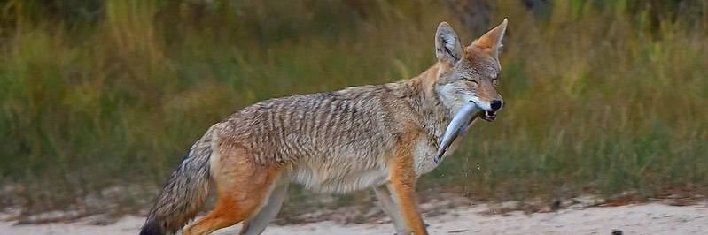 Xilicon Mudpaw ✝️ 🇹🇼 banner