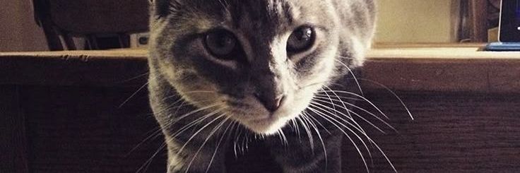 Mije banner