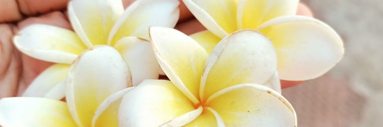 𝐒𝚮𝚶𝐑𝚳𝐈 🌸 banner