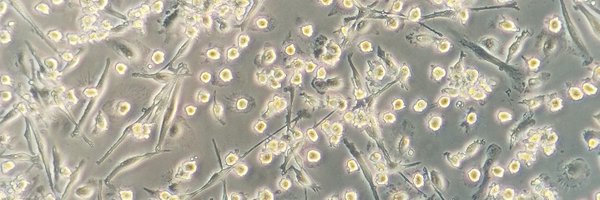 BGauthierLab Profile Banner