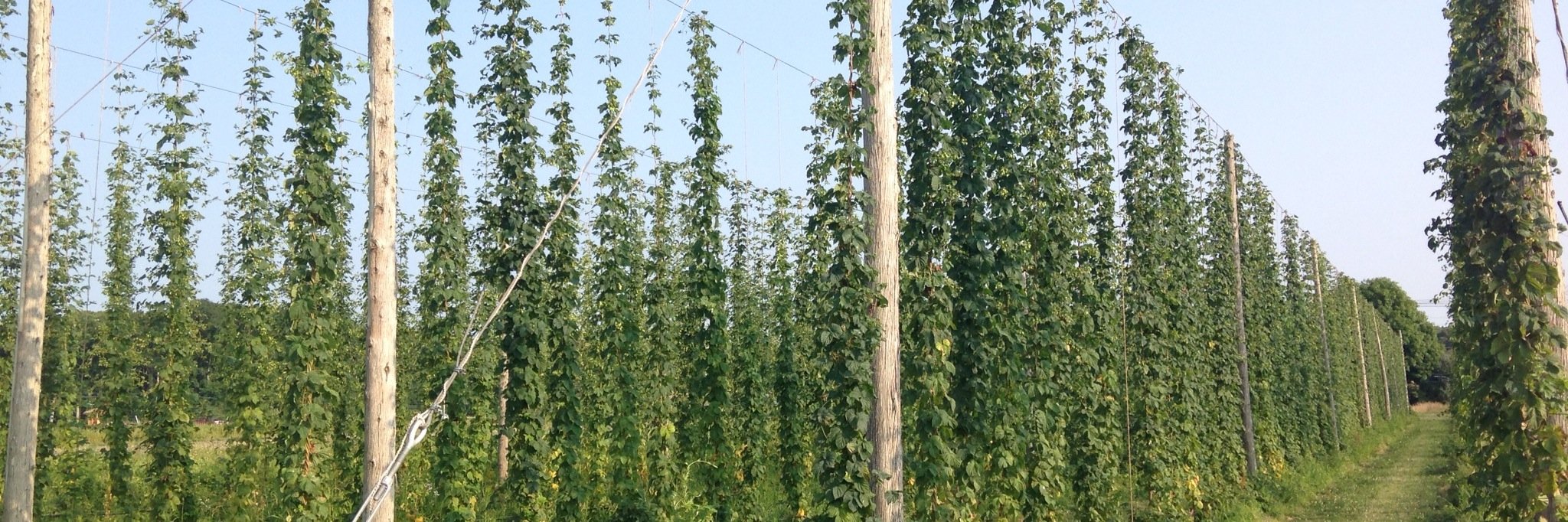 saintjamesbrew's profile banner image