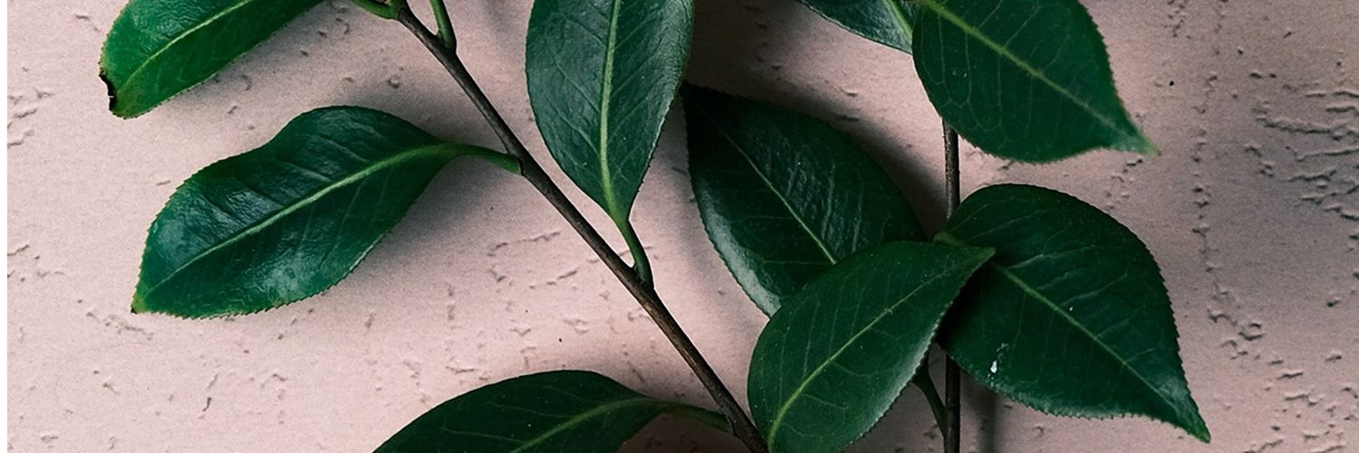 Sandra Bea♥️ banner