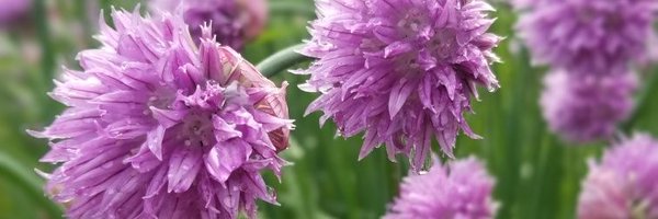 jillip Profile Banner