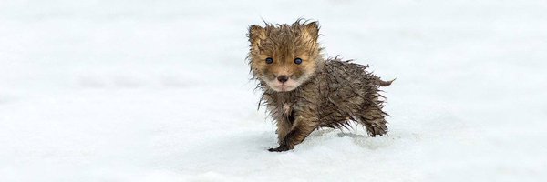 foxinfeed Profile Banner