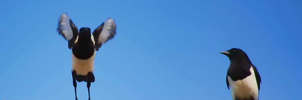 electricximo's profile banner image