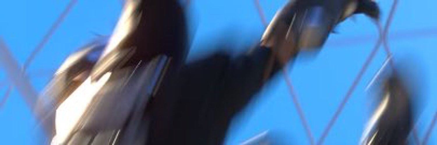 QueenOfChains's profile banner image