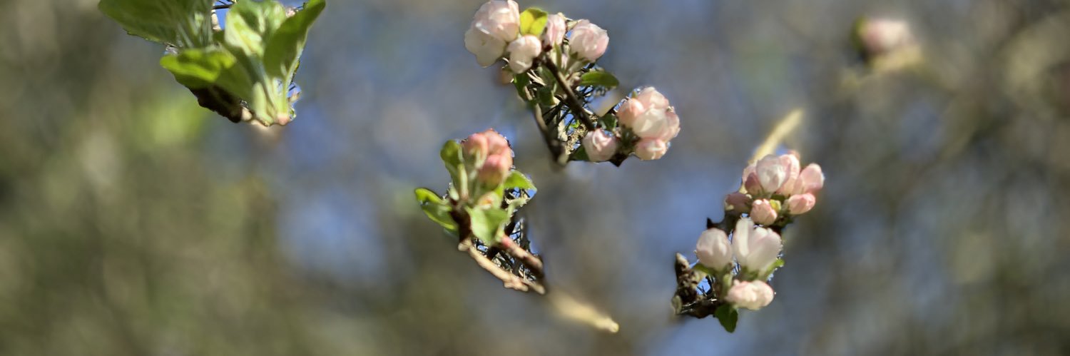 cèillidh☦️ banner