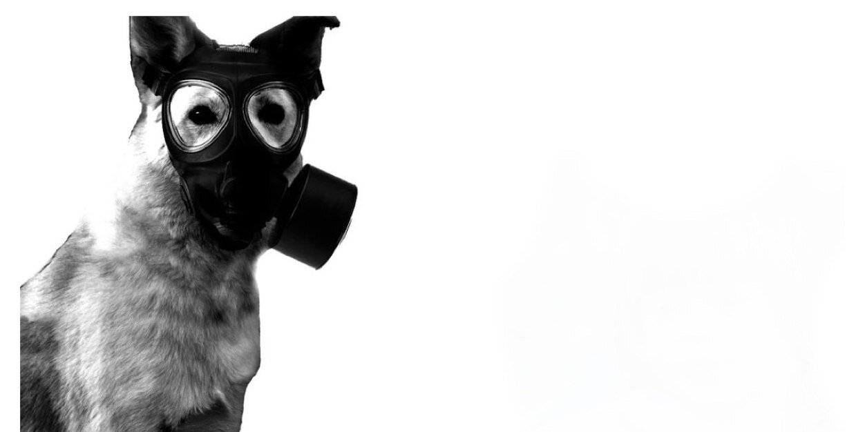 DirenenHayvan's profile banner image