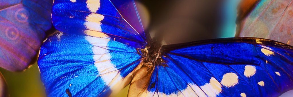 Claudia S. Siller banner