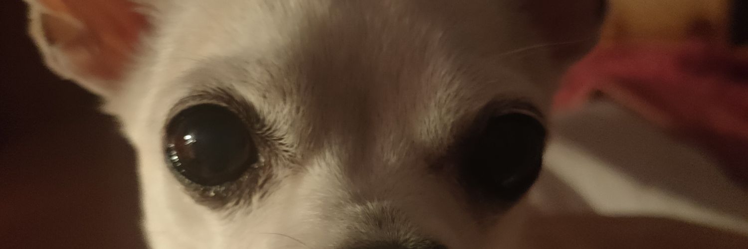 noe_sami's profile banner image