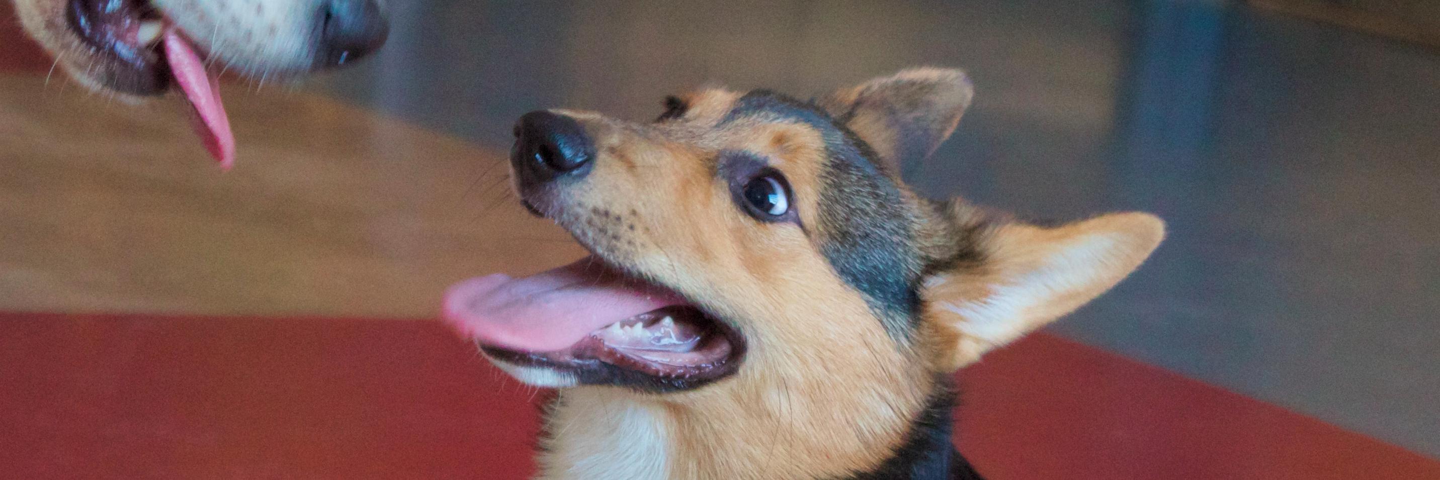 Matt Mukerjee banner