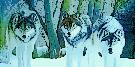 Wolfpack Athletics banner