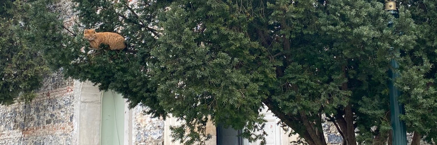 busradoggru's profile banner image
