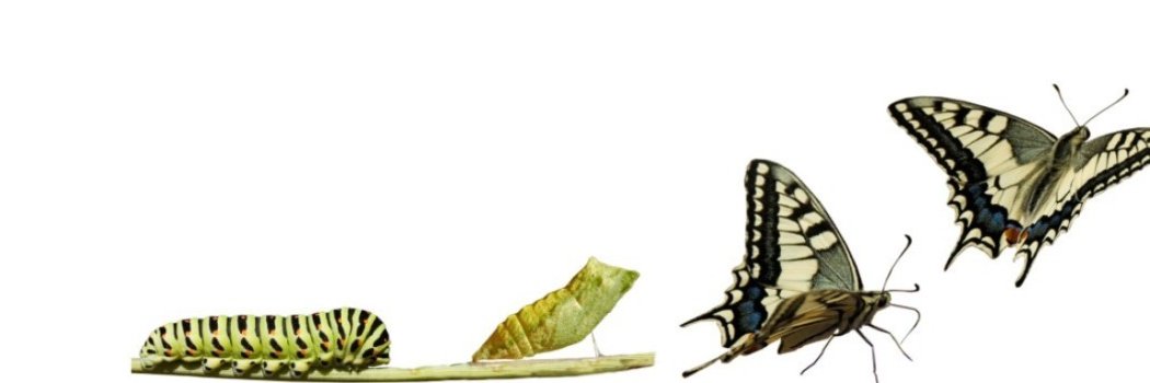 davidschaeferch's profile banner image