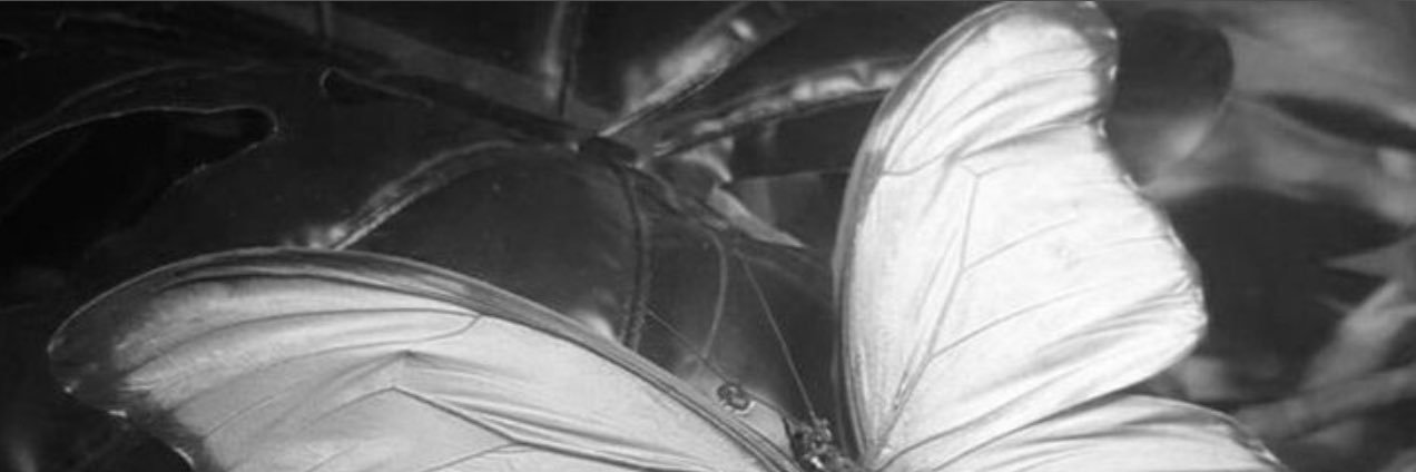 kora banner