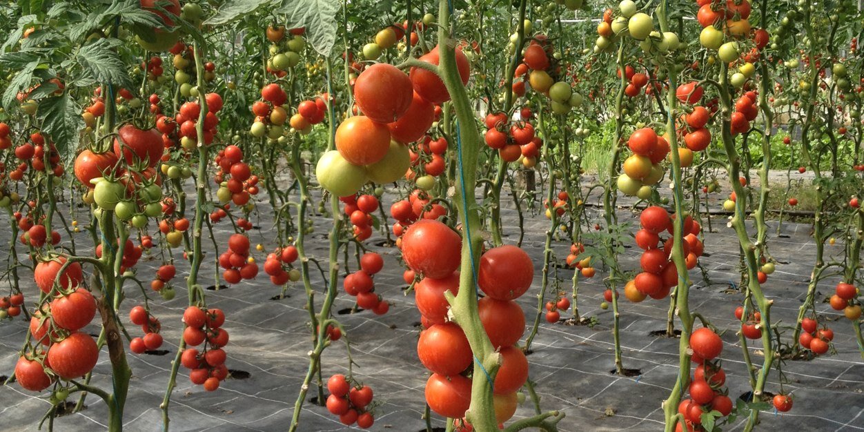 Gourmetdiets's profile banner image