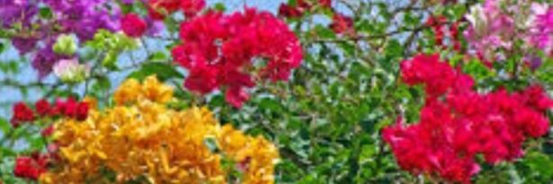 freshy kooky (thailand) banner
