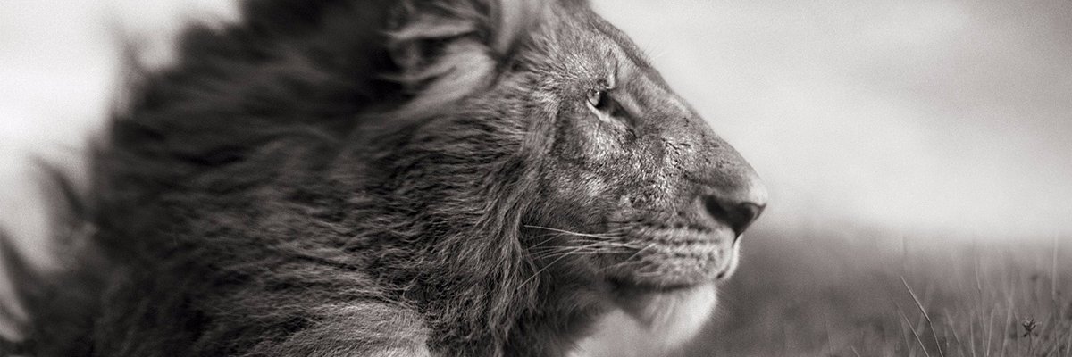 BSIAR's profile banner image