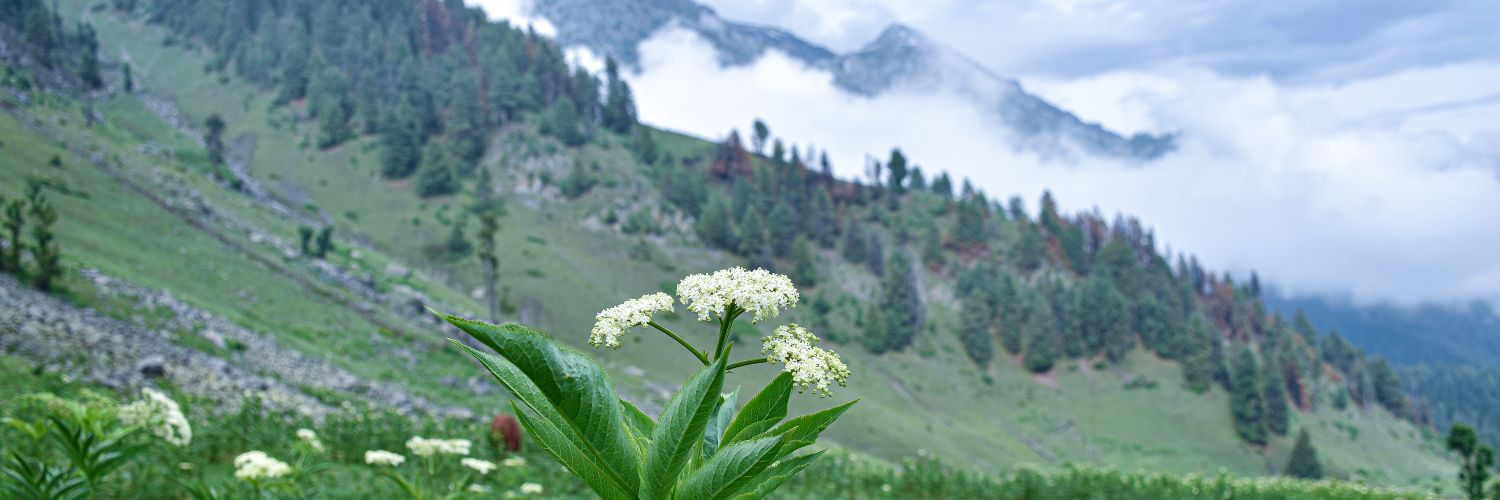 alpine_shek's profile banner image
