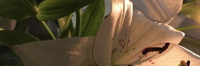 mely banner