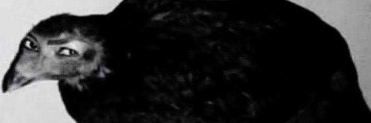 nicflops's profile banner image