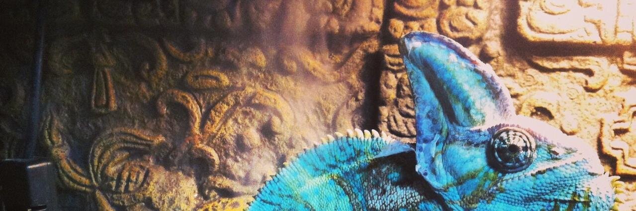 squarie's profile banner image