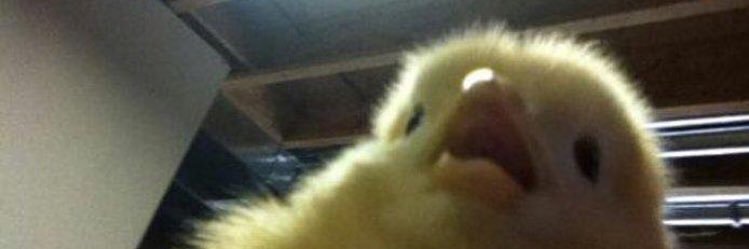 Aydın Işık banner